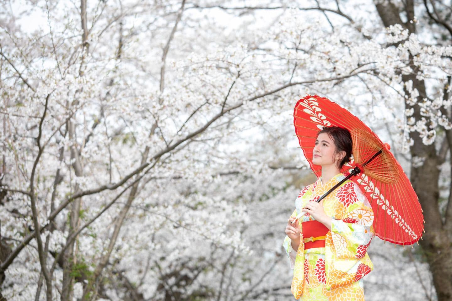 上越市　高田城址公園　日本三大夜桜　高田公園フォト　着物体験　和装体験　観光フォト　撮影　ロケ撮影　インバウンド