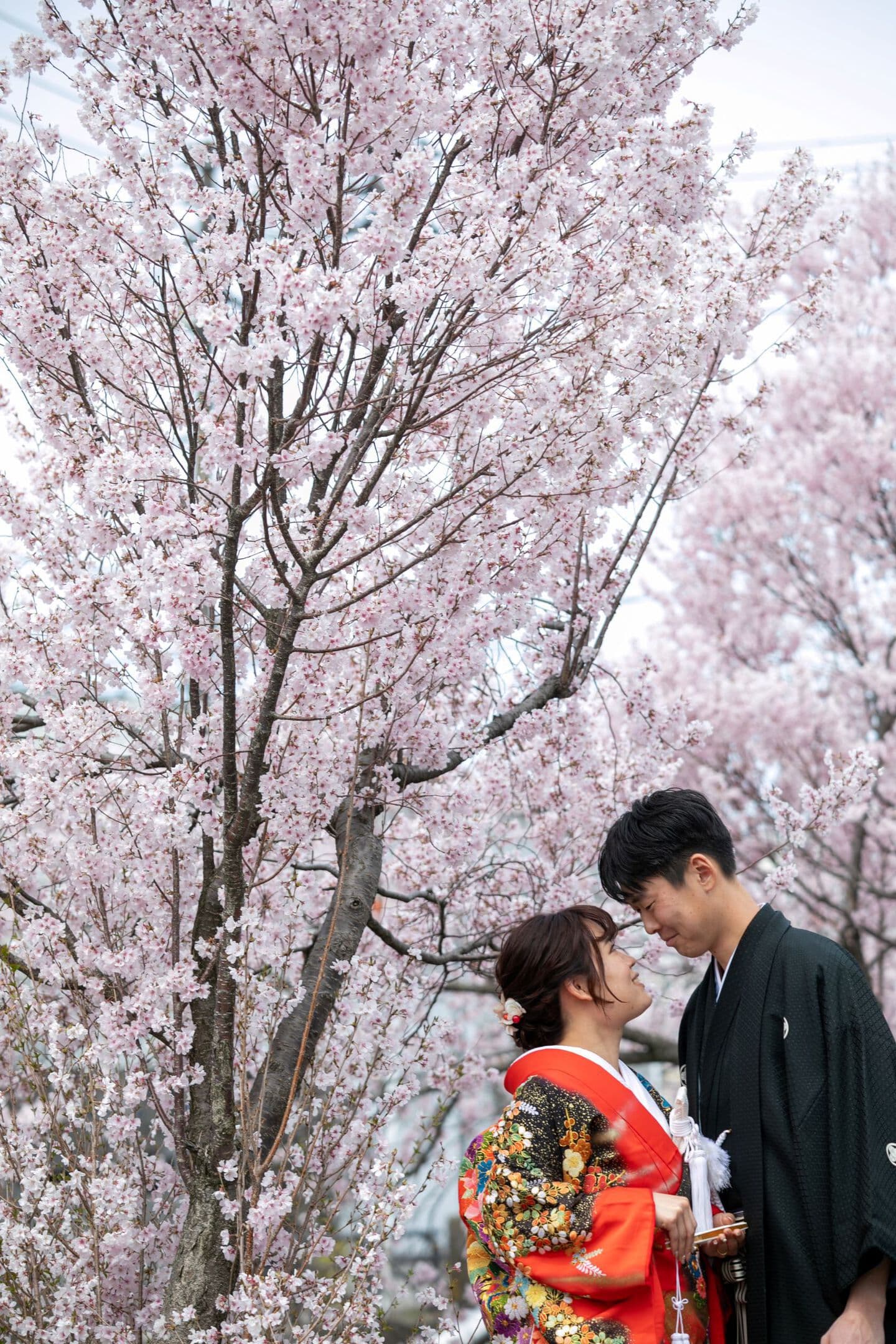 上越市 桜撮影 上越フォトウェディング 和装前撮り ロケーションフォト 桜ロケ