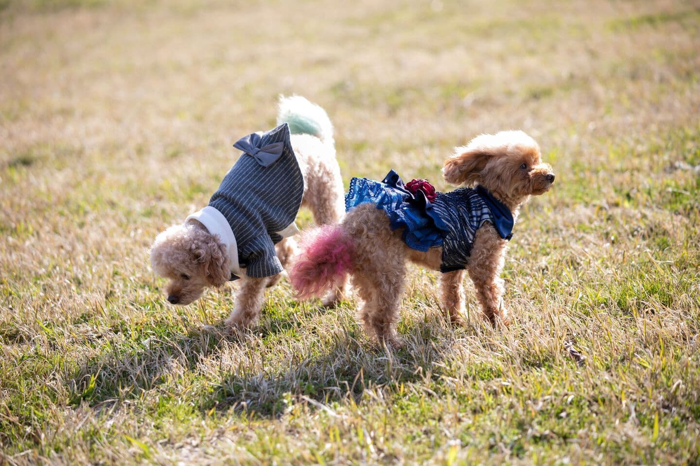 ペットフォト 上越 愛犬撮影 家族撮影 オーツー