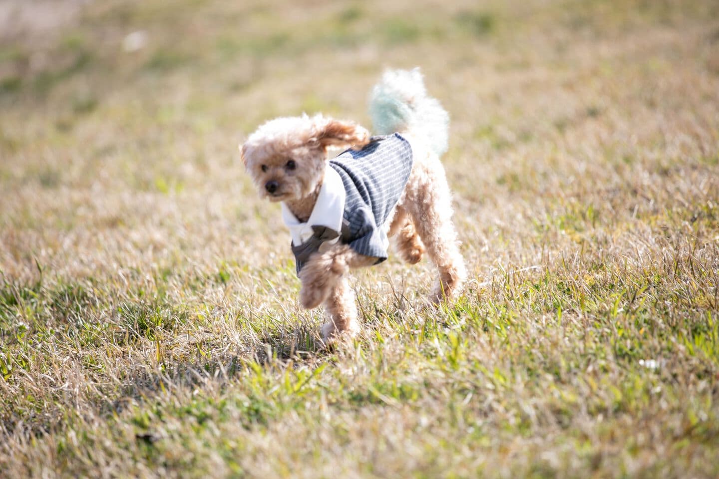 ペット撮影　ペットフォト　家族写真　上越　フォトスタジオ　オーツー　愛犬撮影　愛犬フォト