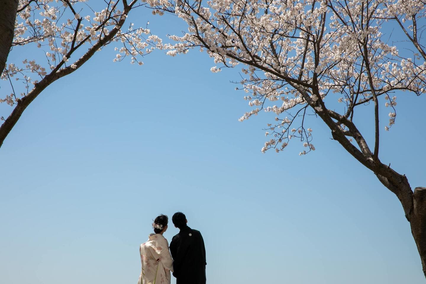 上越市　桜　結婚式前撮り　和装前撮り　フォトウェディング　白無垢　色打掛　フォトオフィスオーツー　アンジーメレ