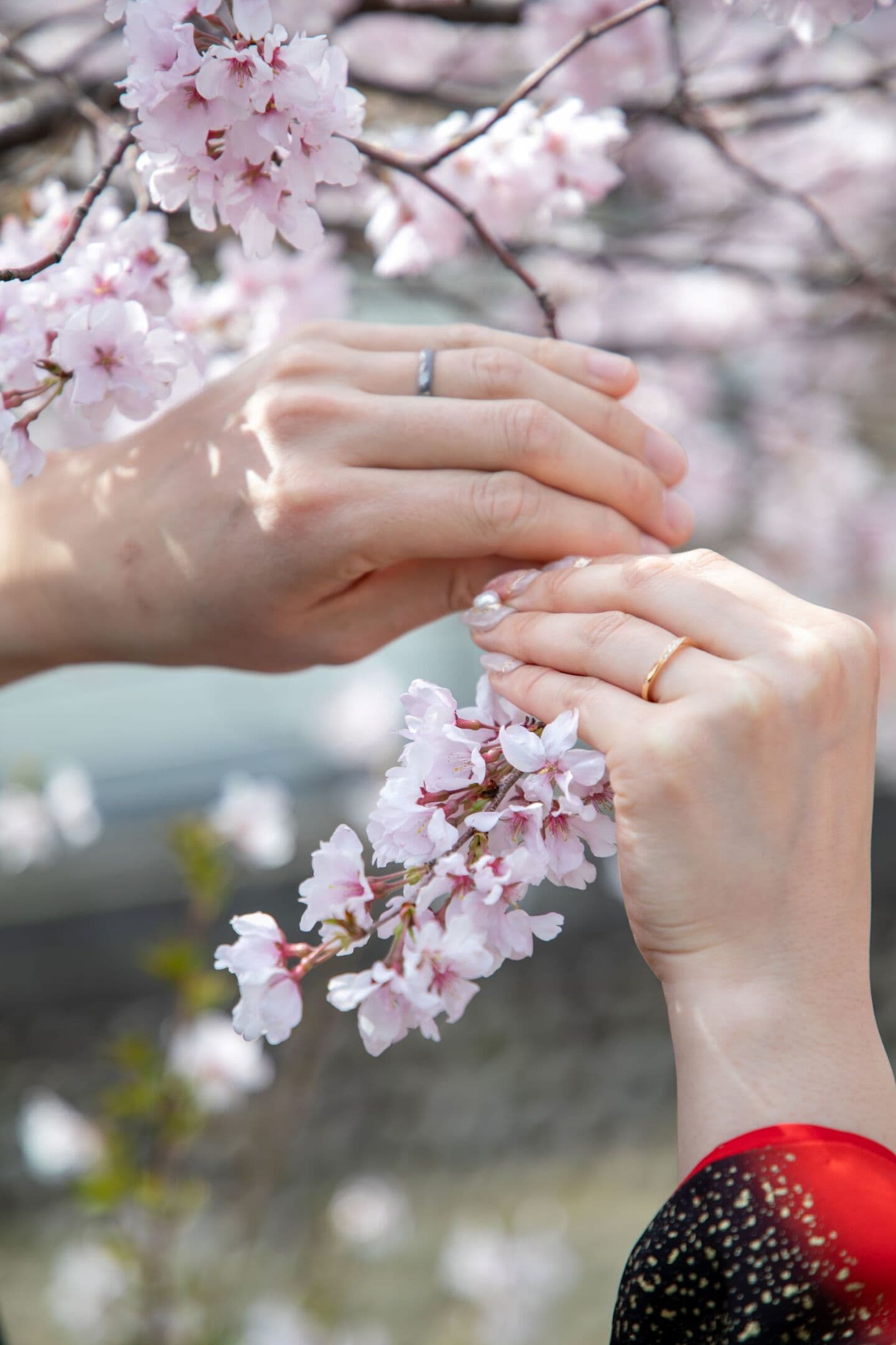 上越市フォトウェディング　桜ロケ撮影　和装フォト　フォトウェディング　ウエディングフォト　オーツー　高田　ロケ