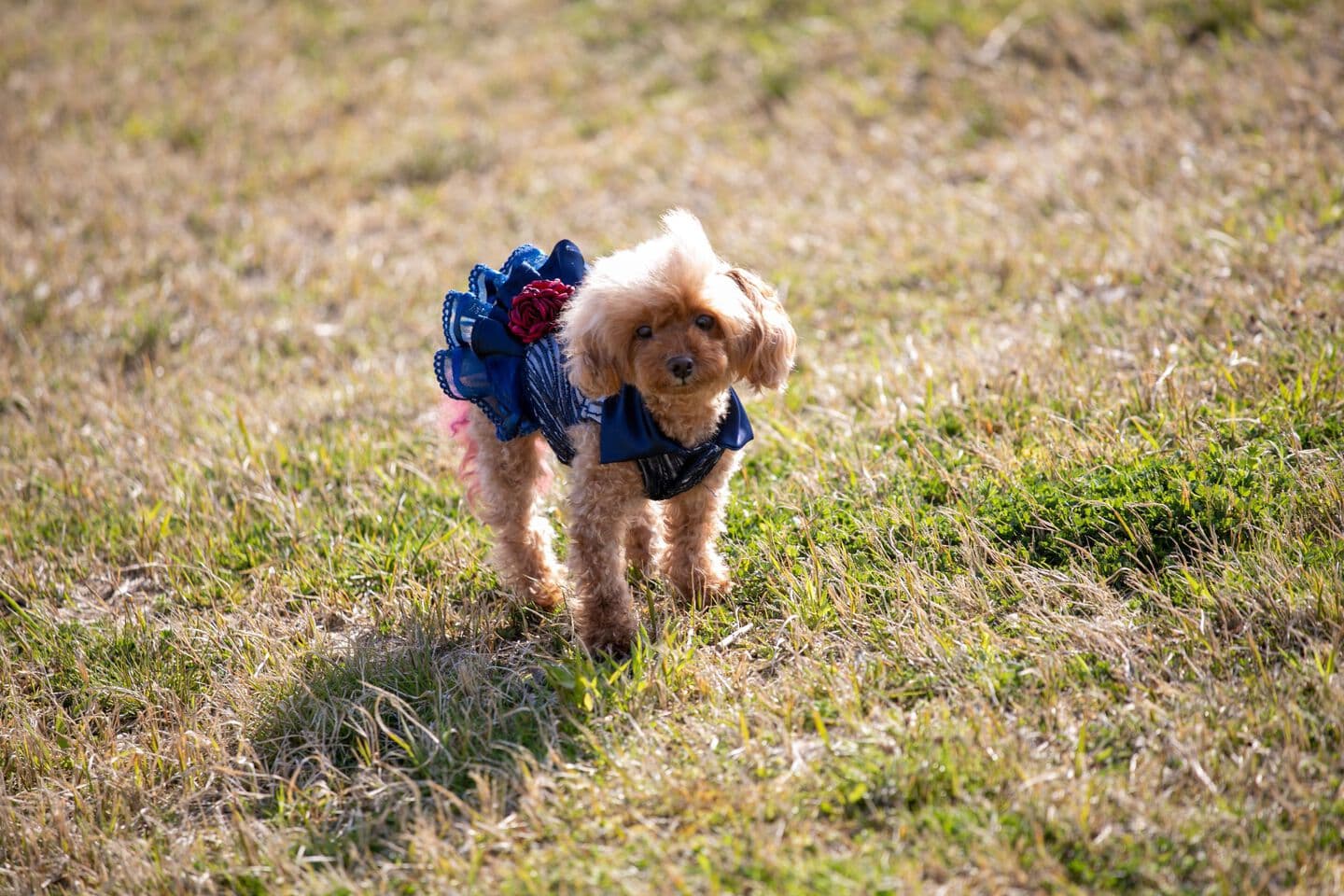 ペット撮影　上越　可愛く撮る　愛犬フォト　犬撮影　上越　オーツー