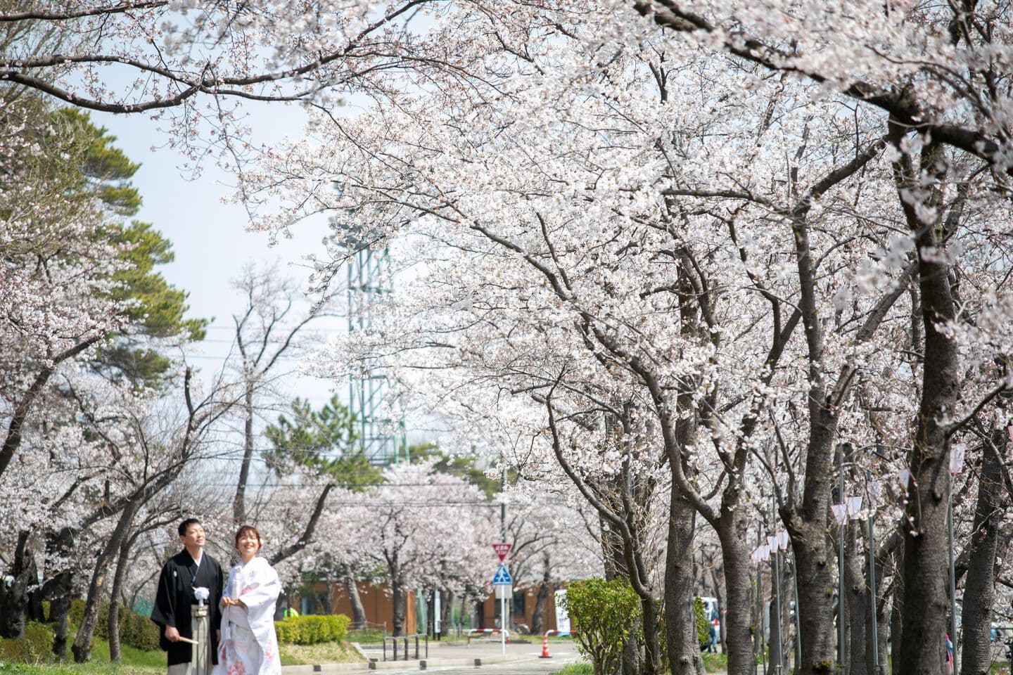 上越市　オーツー　フォトウェディング　和装撮影　桜撮影　桜フォト　白無垢　色打掛　前撮り　記念フォト